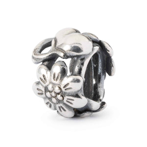 tagbe-20256 Passiflora